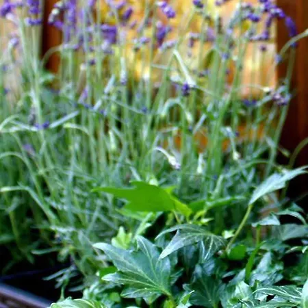 ホテル Brecherspitze