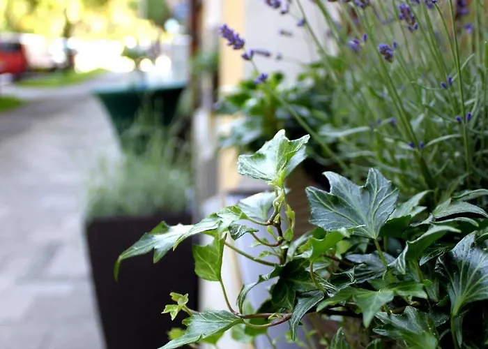 Brecherspitze Ξενοδοχείο