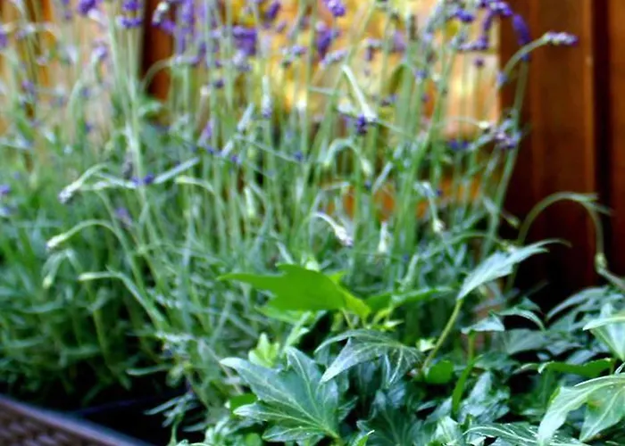 Ξενοδοχείο Brecherspitze